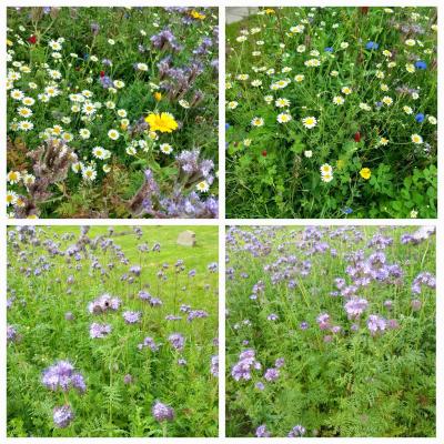 Wildlife Corner - July 2024